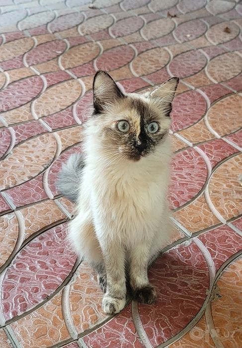 Tайская кошечка Chocolate Point