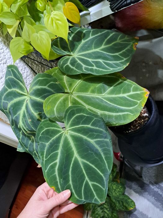 Plante Scindapsus Exotica Philodendron Micans Brasil Tradescantia