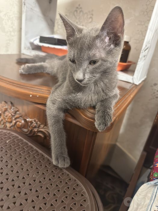 котенок мальчик чистый