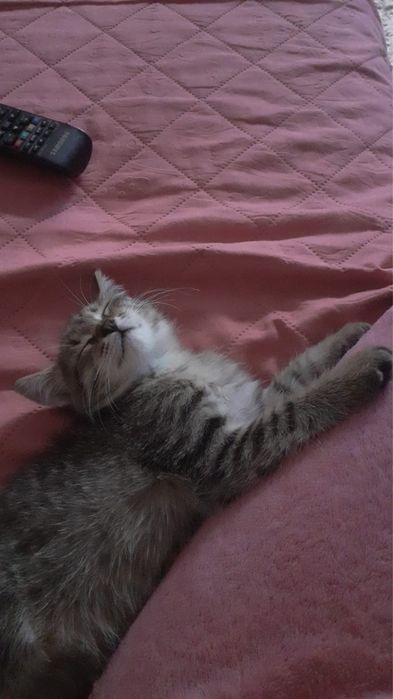 Отдам даром котенка