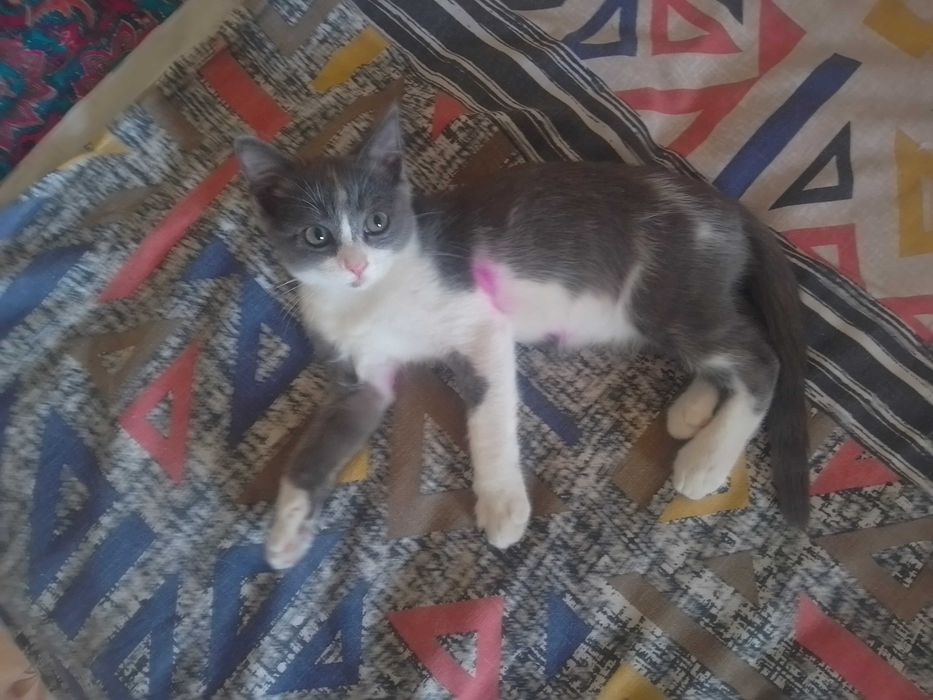 Котик в добрые руки!