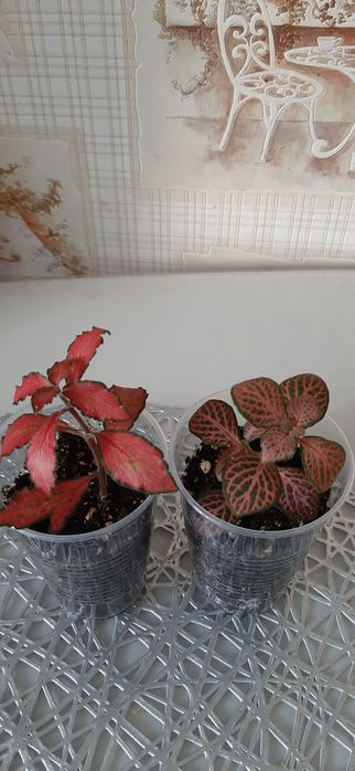 Продам отростки  фитонии