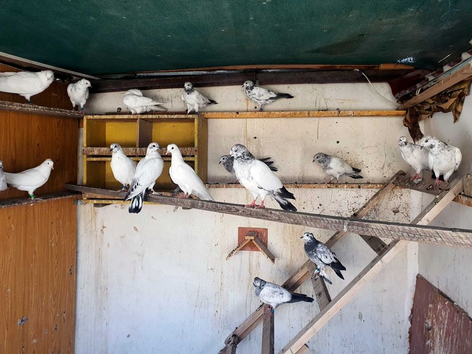 ИНДОПАКИСТАНСКИЕ Высоко-долголётные игровые ГОЛУБИ