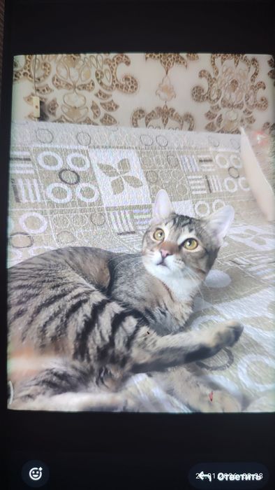 Домашние милые котята мальчик и девочки