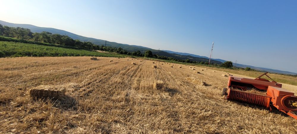 Vând 70 de baloți din paie de grâu