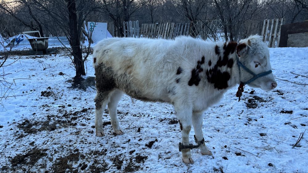 Тайынша сатылады 1 жасар етті