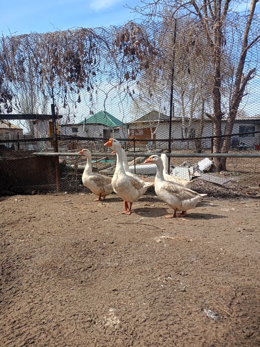 Продам Гусей Линда семья 4+1