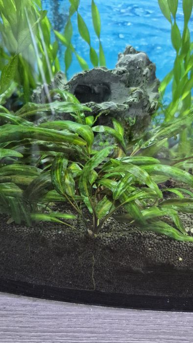 Растения для аквариума.