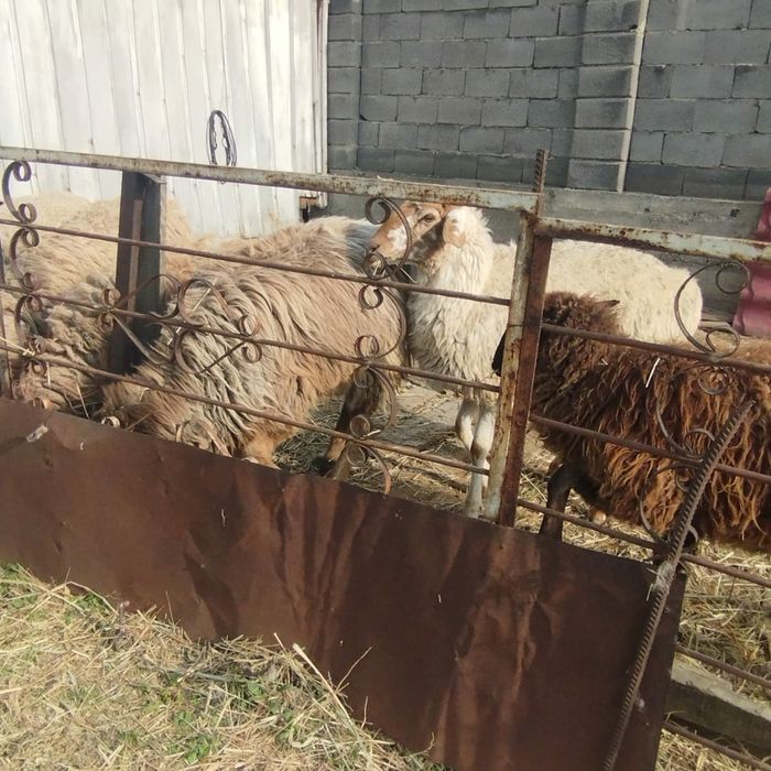 Овцы бараны  кой