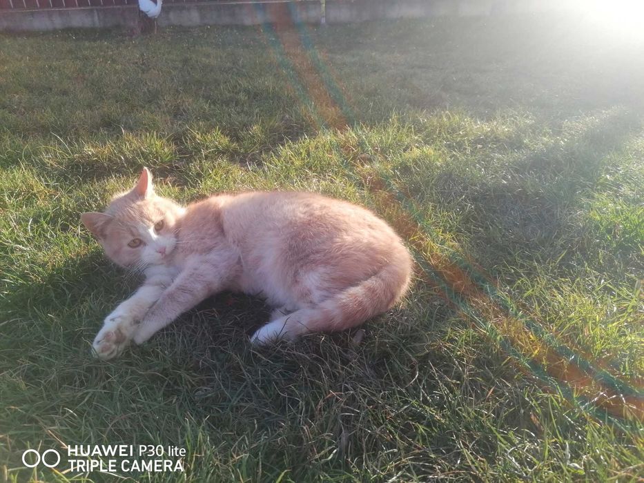 Donez pisica frumoasa și blândă 7 luni