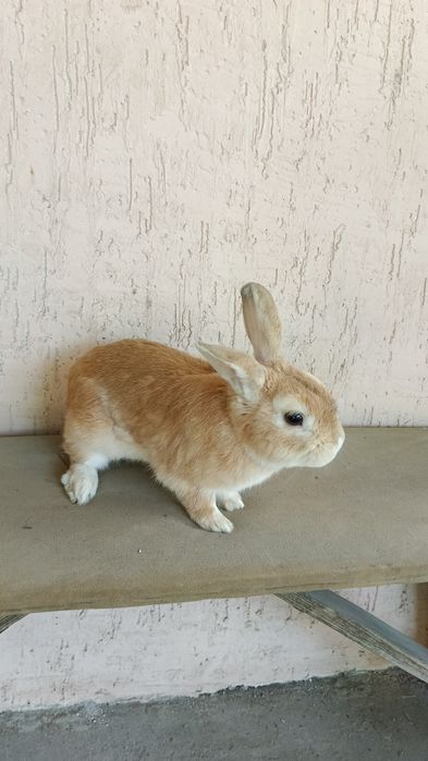 Потерялся кролик