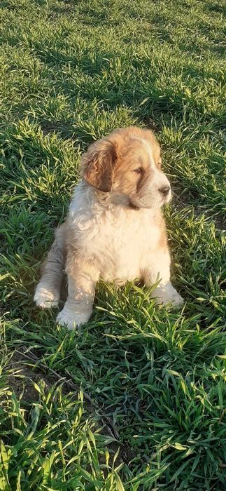 Ciobanesc de asia centrala-Mascul