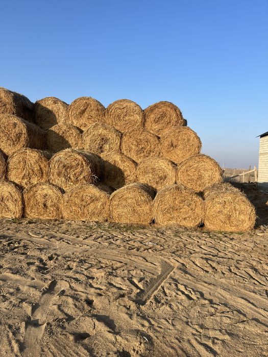 Люцерна Зерно Кукурузы