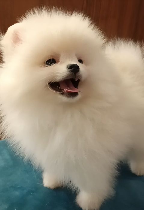 Померанский шпиц мини,щенки