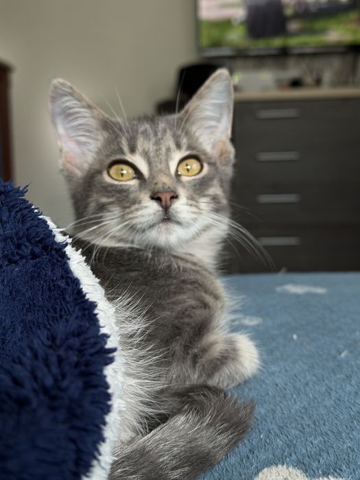 Отдам домашнего котёнка.