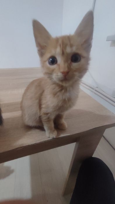Отдам котят в хорошие руки