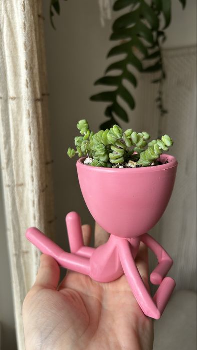 Крассула хоттентот