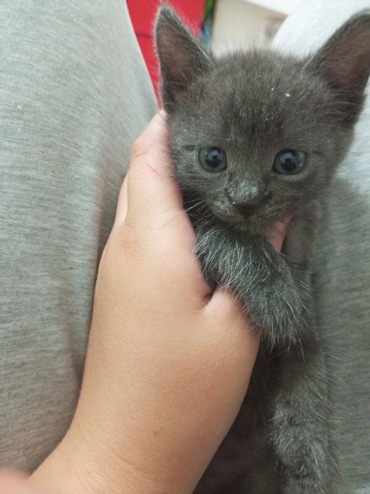 Отдам котёнка в добрые руки