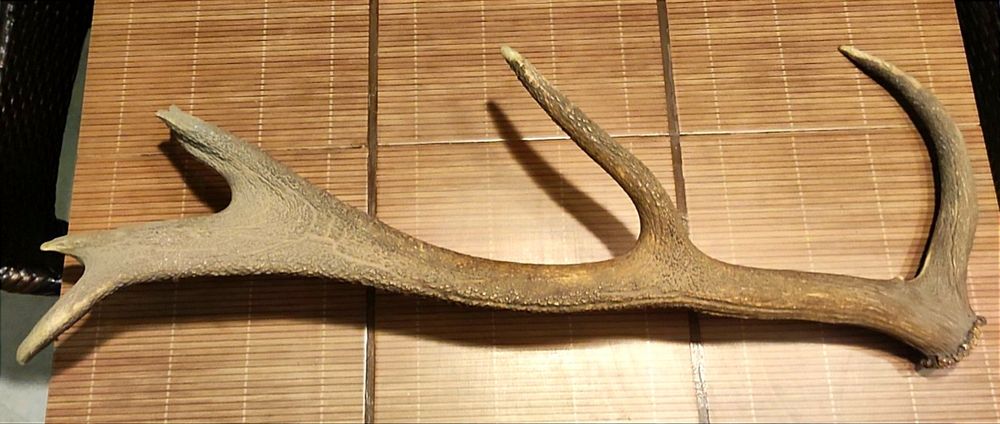 4бр. рога от благороден елен