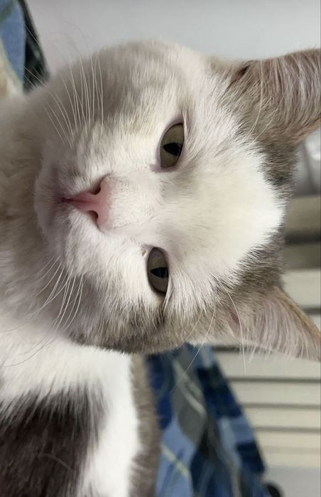 отдаем котика в добрые руки