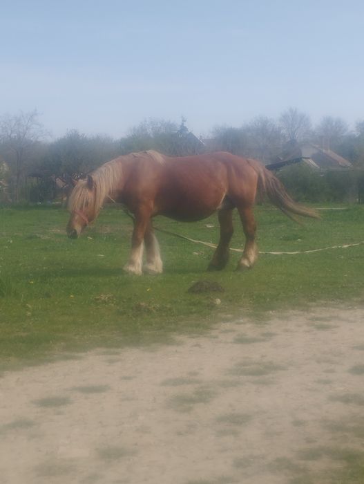 De vanzare o iapa de 7 ani gestanta de 11 luni cu acte linistita fara defecte buna la caruta