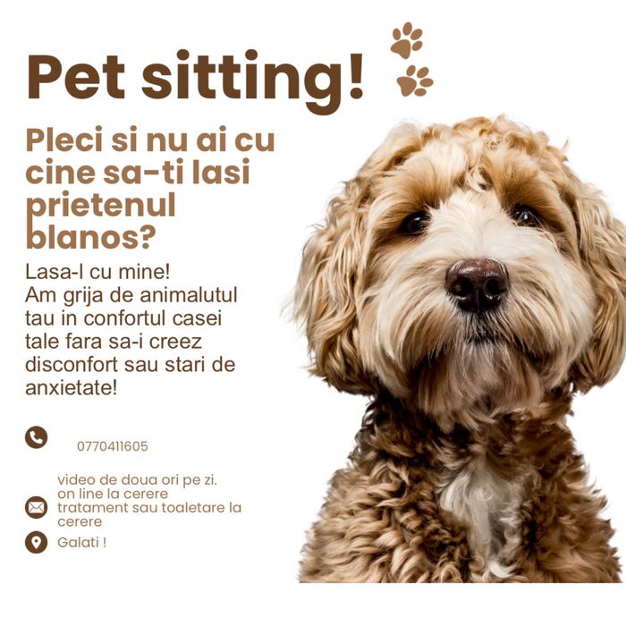 Pet sitting si tratamente medicale animale la domiciliu