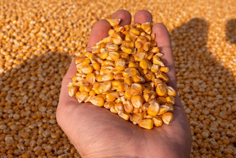 Porumb boabe ambalat