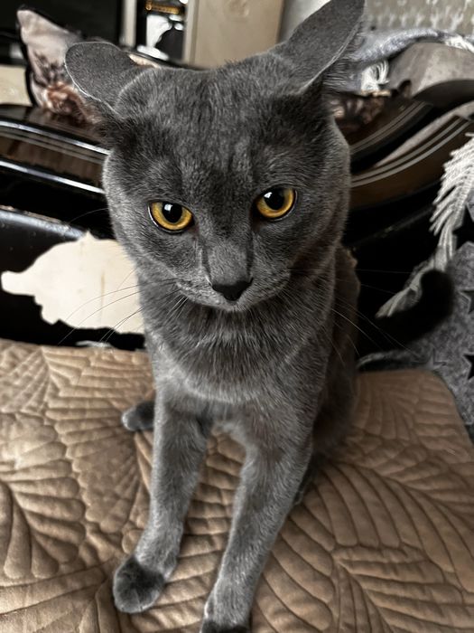 Отдам кота в добрые руки