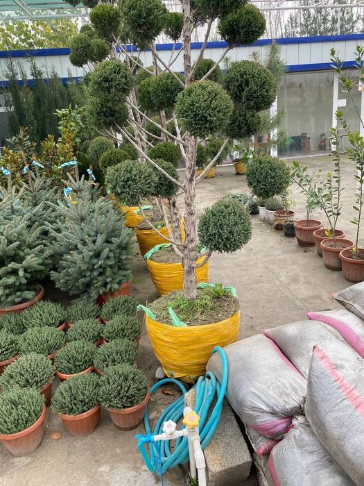 Манзаралик ланшаб декоративни сотувда