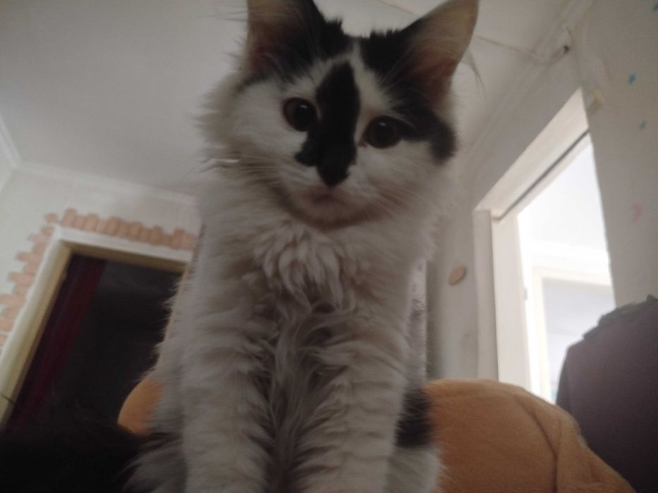 Кошка породистая