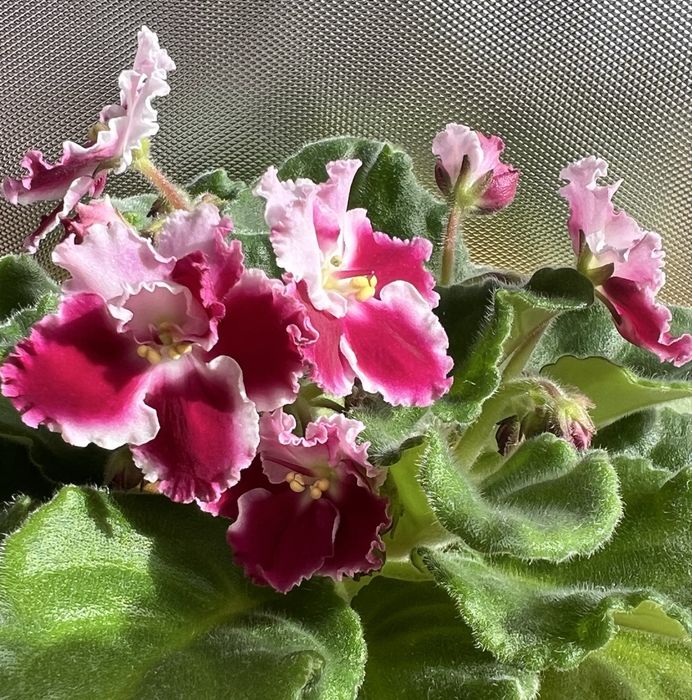 Сейнтполия Saintpaulia African Violet Сентполия Сенполия