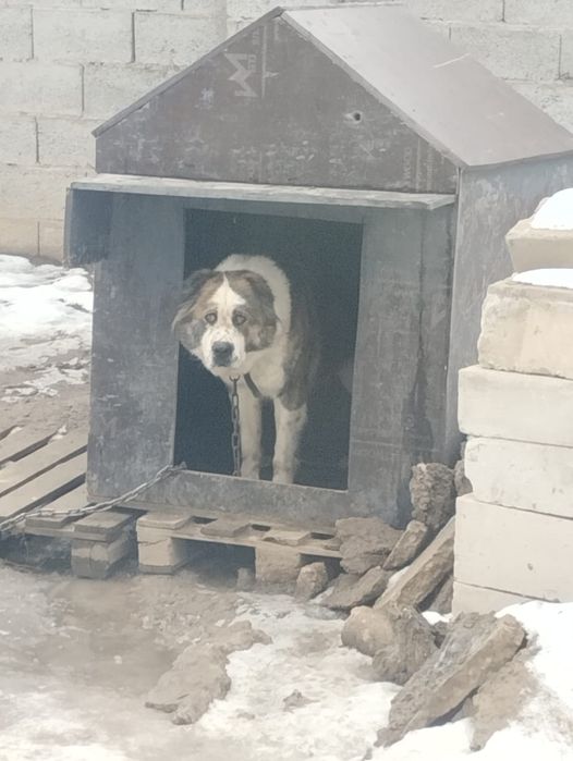 Продам продам собаку