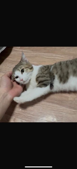 отдам кота в добрые руки