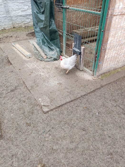 Gaini italiene perlate din anul 2025