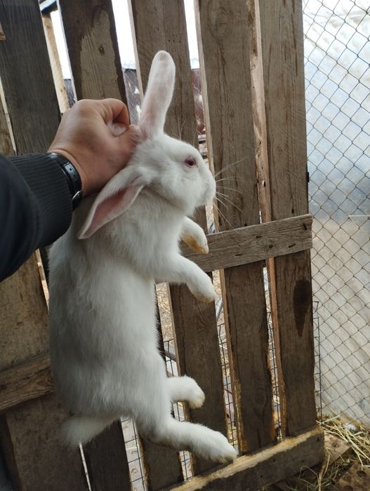 Продам кролика девочка на племя
