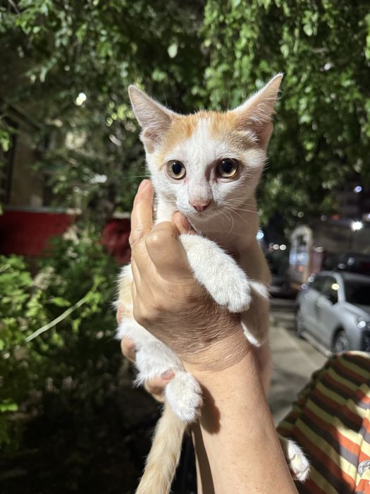 Котенок ищет дом!