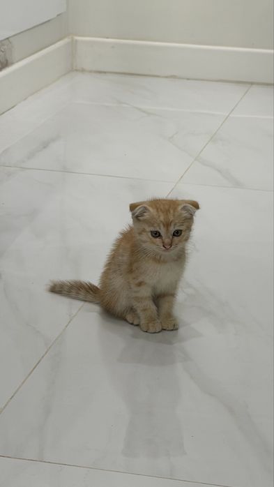 Красивые котята