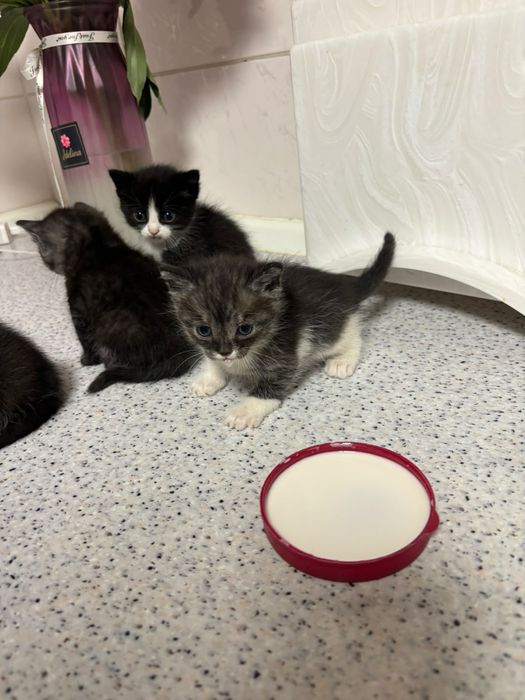 Котята  , самостоятельные