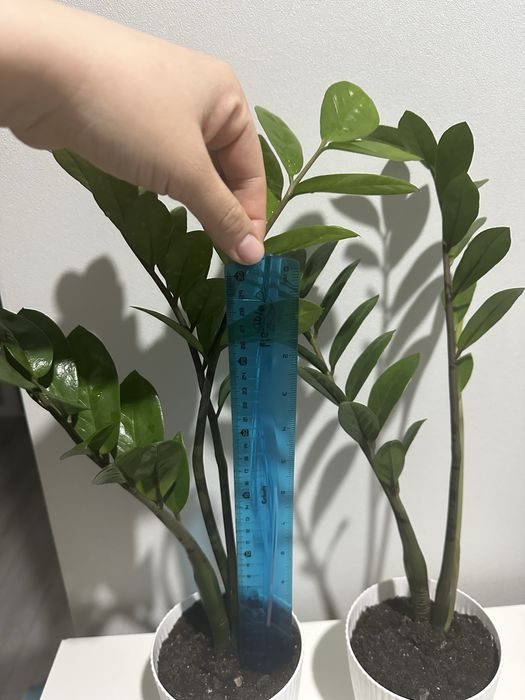 замиокулькас / долларовое дерево