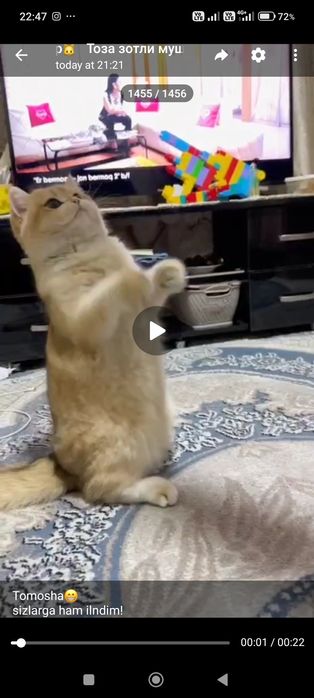 zalatoy shinshila erkak