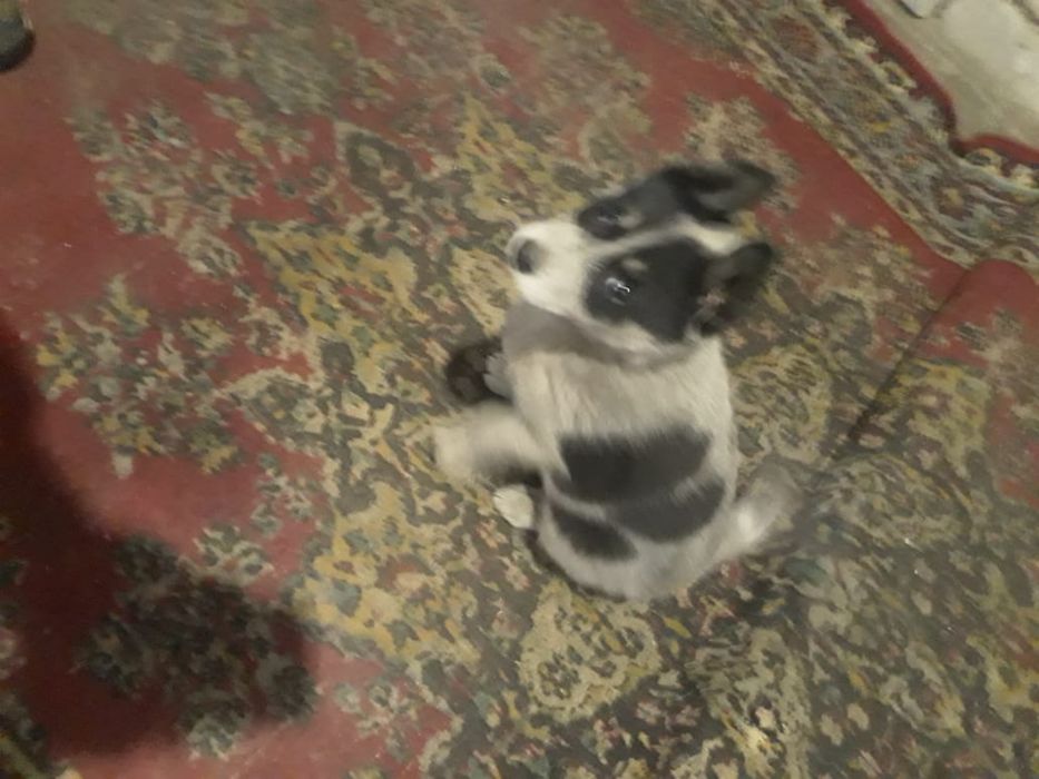 собака лайка