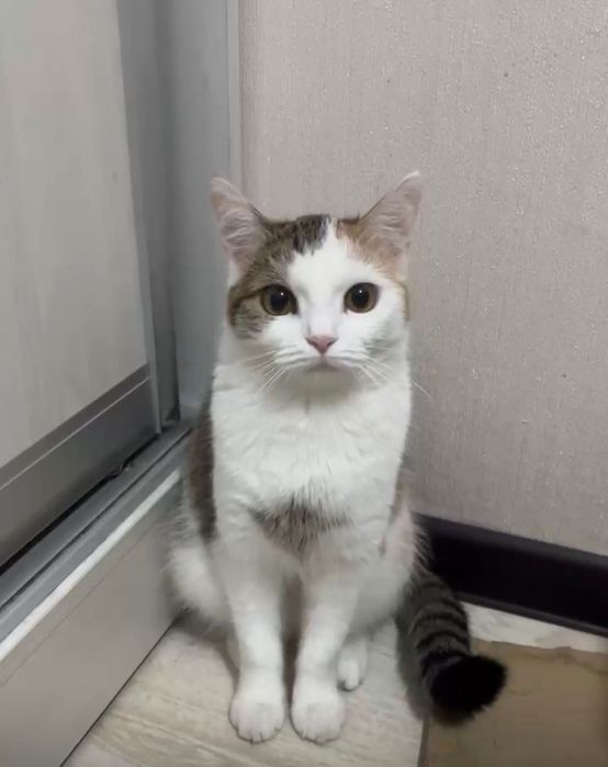 Looking for a family to adopt my cat