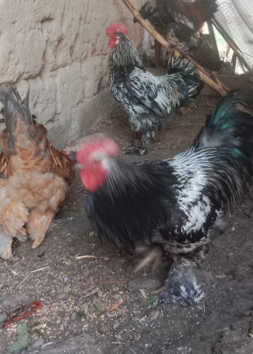 Молодые домашние  петушки