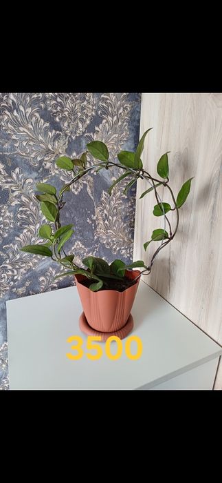 Комнатные растения от 1000