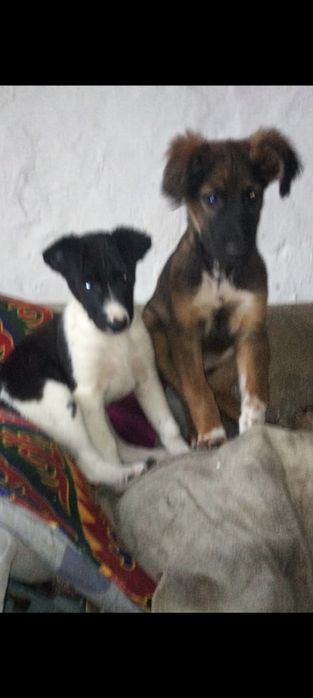 Отдам щенков в добрые руки