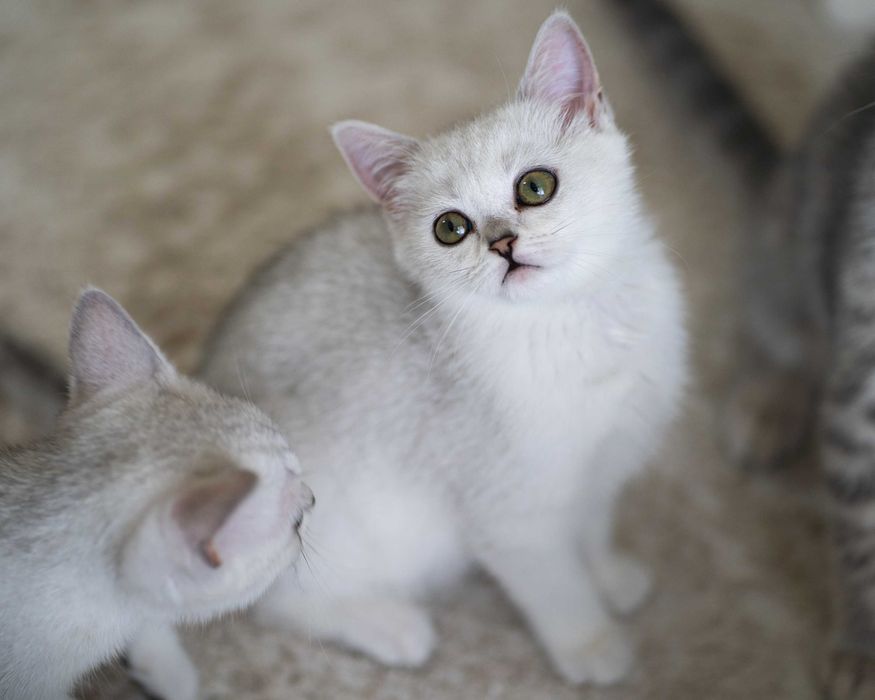 Motanel British Shorthair Silver Chinchilla