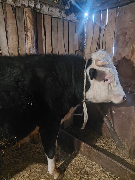 Продам хороший 5 быка