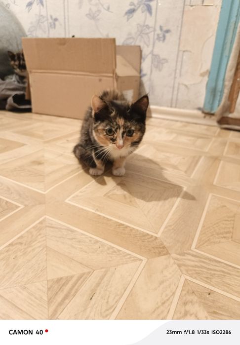 Отдам котят в добрые руки