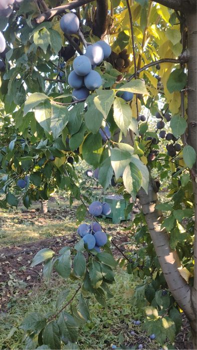 Vand prune pentru rachiu