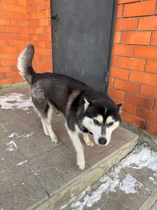 Хаски. Потерялась собака видели в районе центрального парка